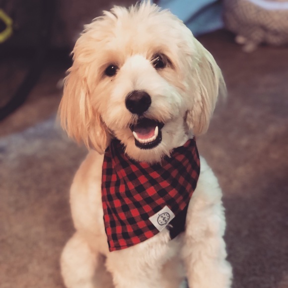 Meet your Posher, Alyssa - Picture 2 of 4